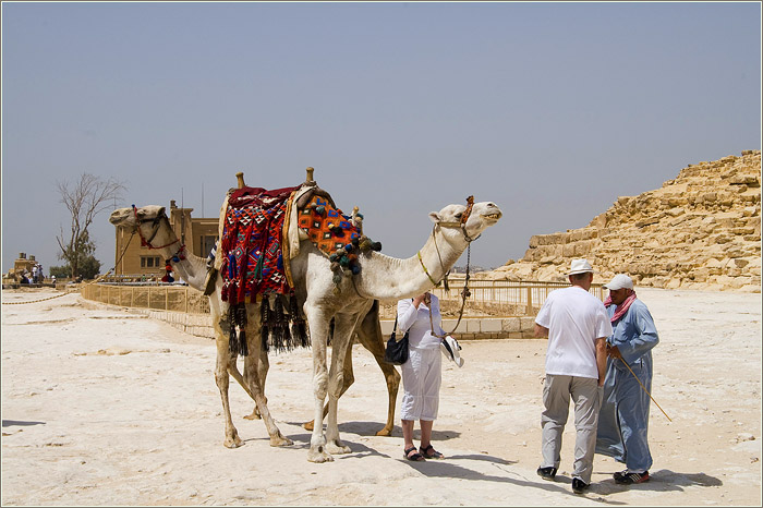 Египет.Верблюды