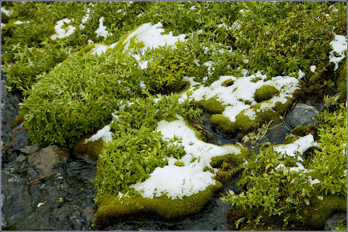 Приэльбрусье. Снег трава и вода