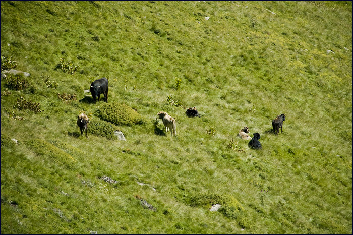 Приэльбрусье. Кавказ. Коровы