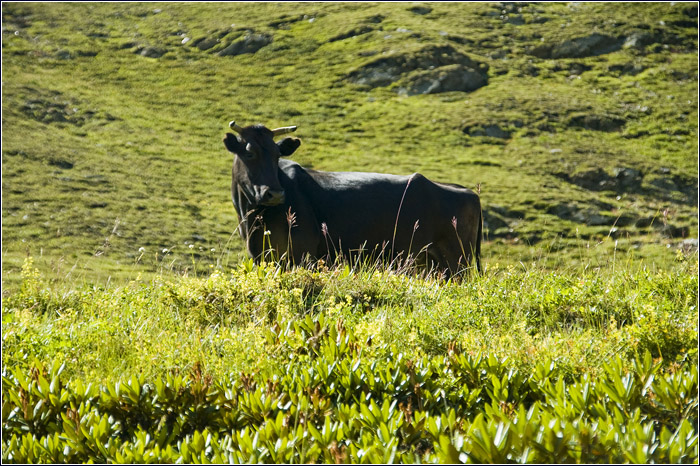 Кавказ. Корова в долине Субаши 