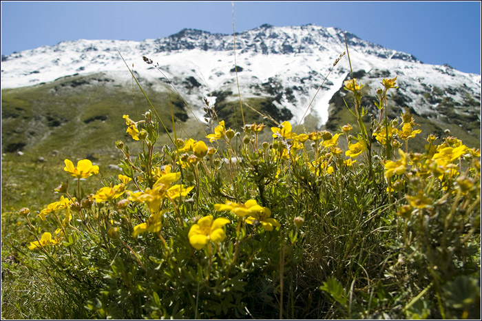 Жёлтые цветы на фоне ледников Кавказа